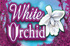Tragamonedas Orquídea Blanca