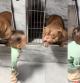 La emotiva reacción de un Bulldog al ser adoptado y encontrarse con el bebé de su nueva familia