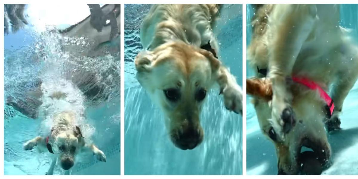 The Golden Retriever who has fallen in love with the networks for how he reacts to immersed himself in the pool to take a stone from the bottom 1 689290C5D867
