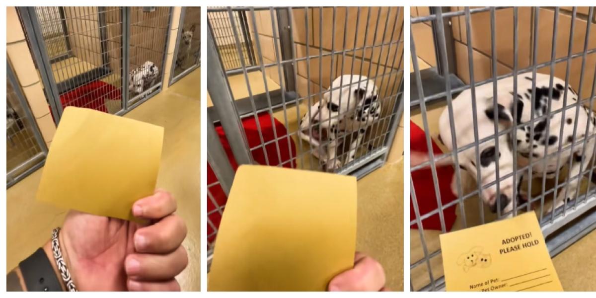 La inesperada reacción de un Dálmata cachorro al ser adoptado por una familia 1 68926d3fcd197