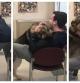 La emotiva reacción de un Pastor Alemán al conocer a la familia que le ha adoptado: más de 2 millones de personas han visto el vídeo