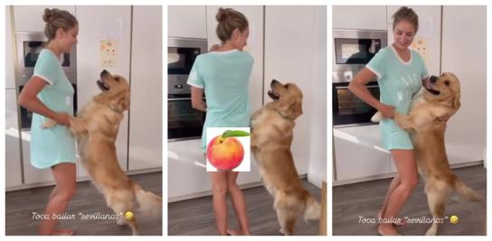 Golden retriever dancing Sevillanas with Alba Carrillo