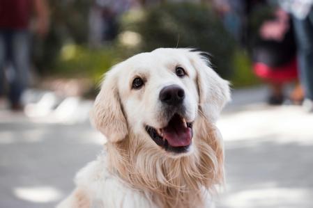Image of a Golden Retriever resource