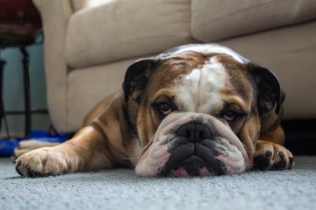 Bulldog atento y cauteloso
