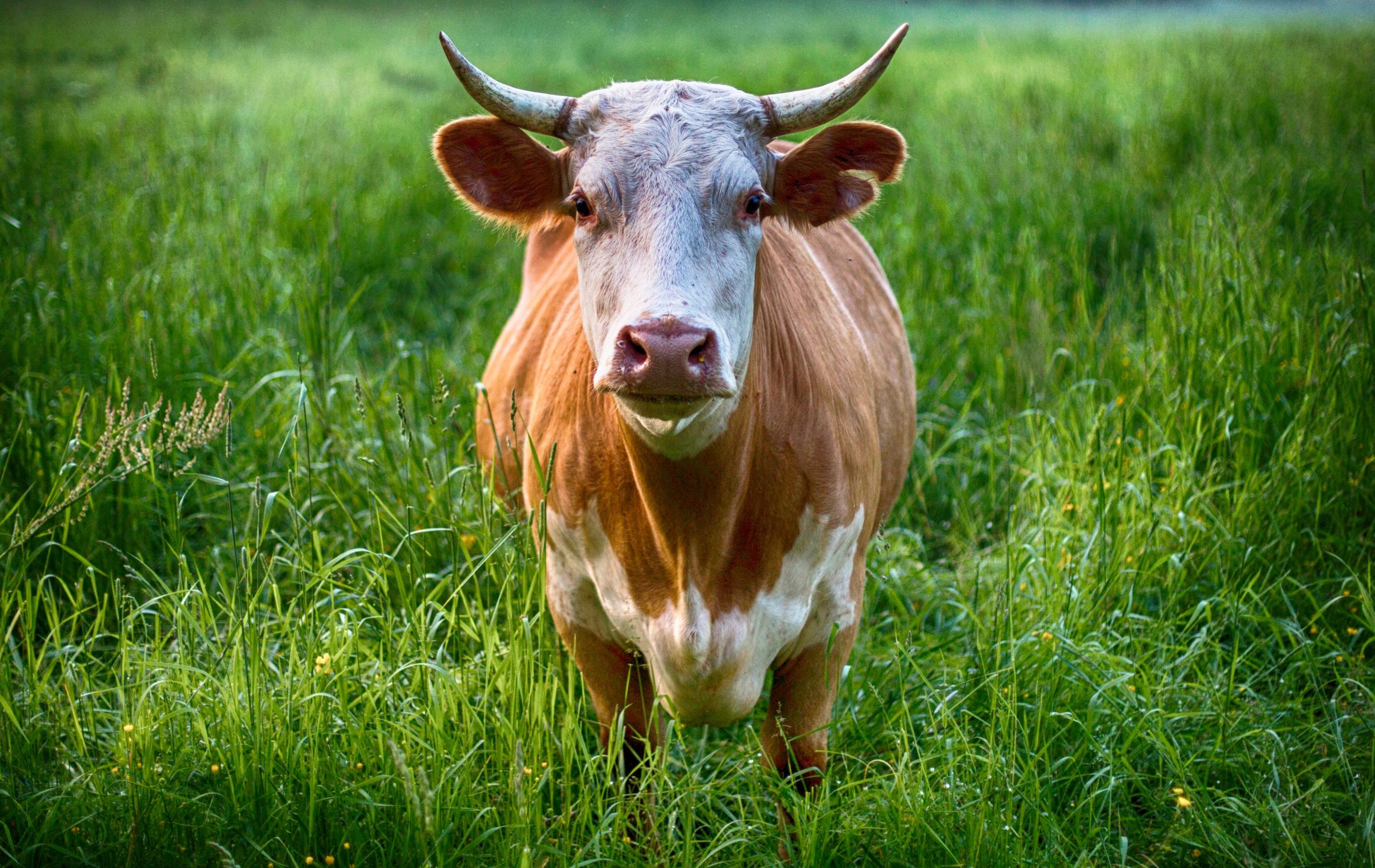 La Dura Realidad del Ganadero en Valladolid: ¿Es el Cambio a Vacas de Carne la Solución? La Dura Realidad del Ganadero en Valladolid: ¿Es el Cambio a Vacas de Carne la Solución?