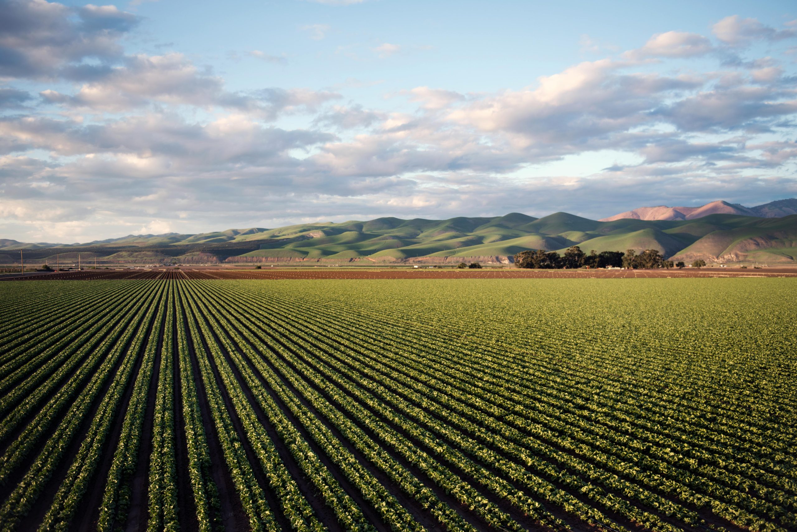The Potato Crisis in Spain: 5 Key Factors That Threaten its Production and Profitability
