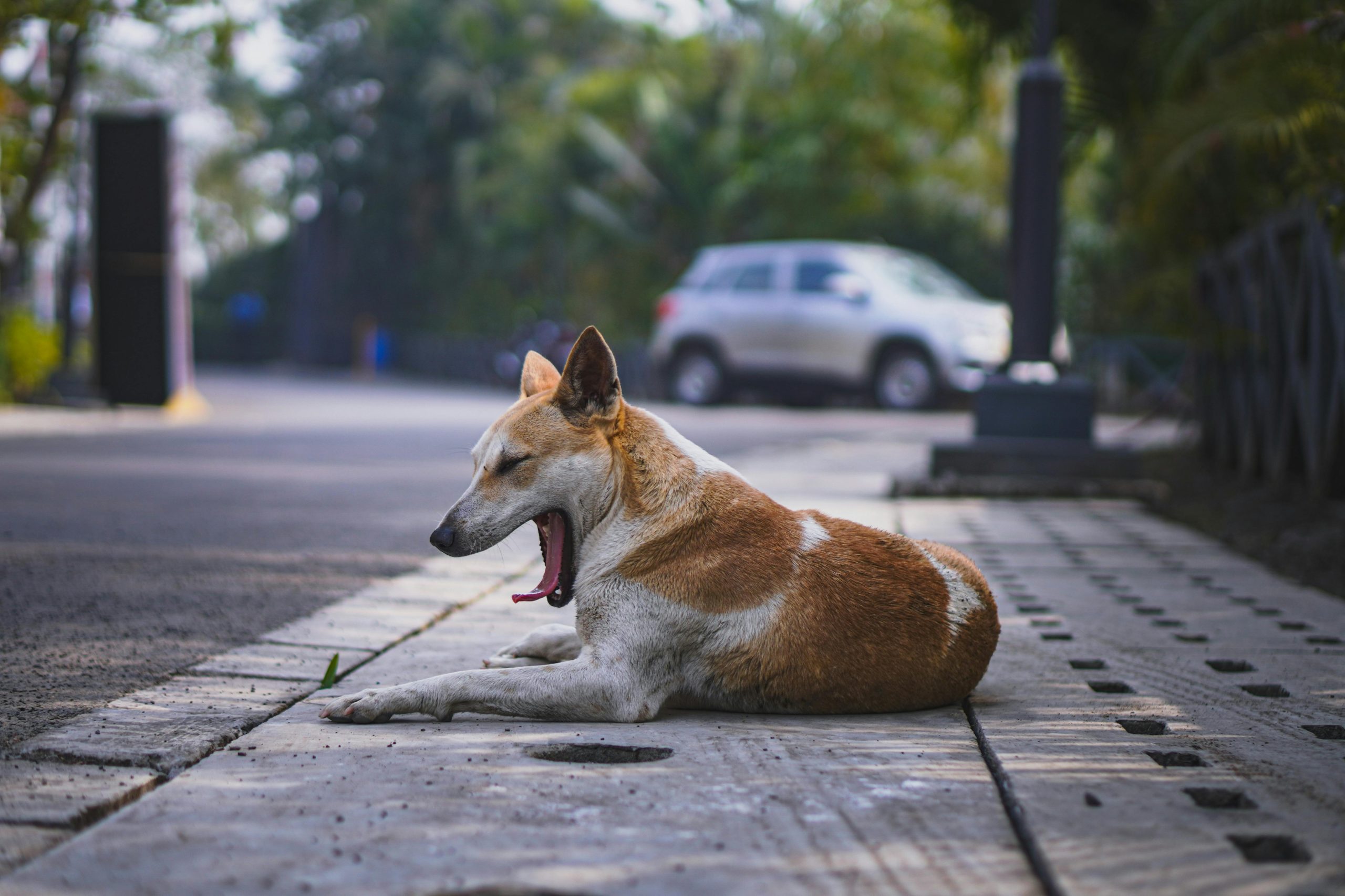 Cómo Actuar Frente a Abandonos de Animales: 7 Pasos Importantes Que Debes Conocer
