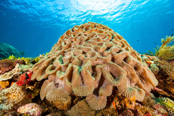 Incredible find! They discover what secrets the South Atlantic hides in its seabed