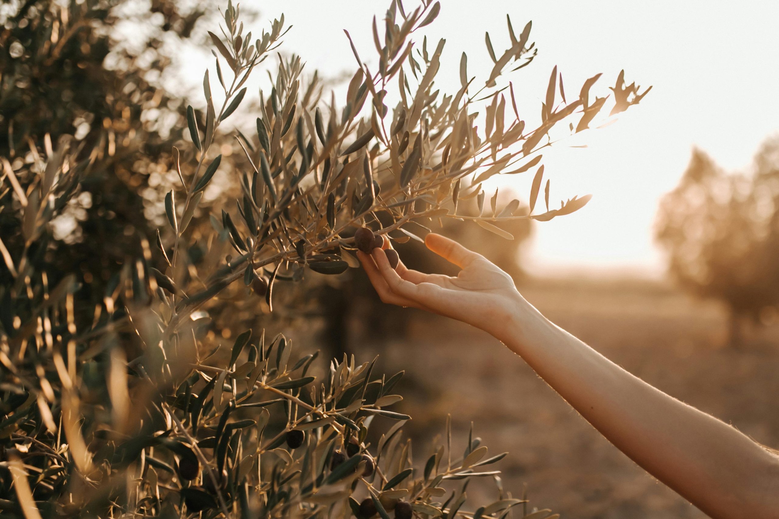 The Surprising Uses of the Olive Stone: 7 Benefits that Transform the Industry in Spain