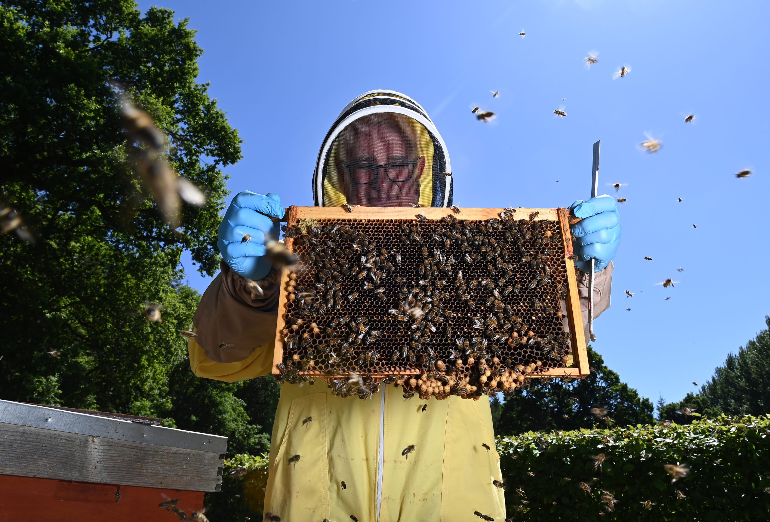 Bees: unexpected guardians of agriculture in Kenya Bees: unexpected guardians of agriculture in Kenya