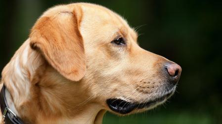 ¡Alerta Canina! El Peligro Oculto en el Jardín: La Toxina de los Sapos que Amenaza a tu Mascota