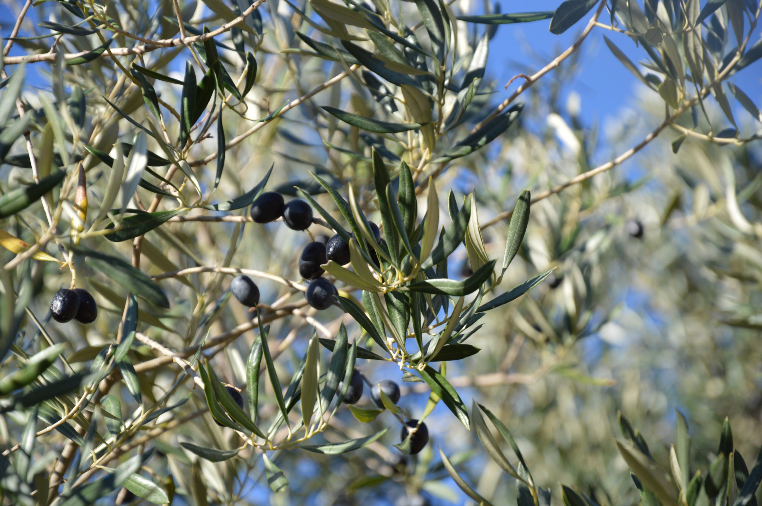 Spain's Best Kept Secret: How Black Olives Achieve Perfection