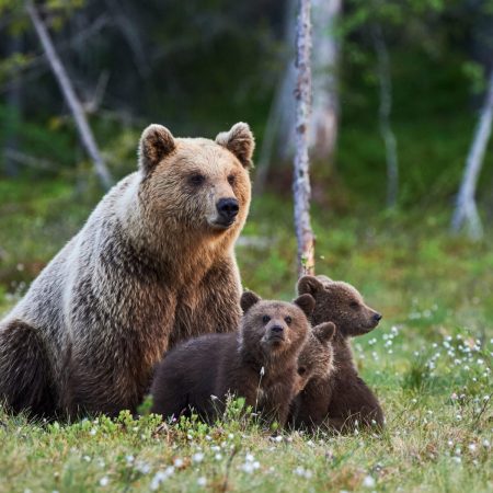 La población de osos pardos en los Pirineos alcanza cifras récord: crece a más de 100 ejemplares