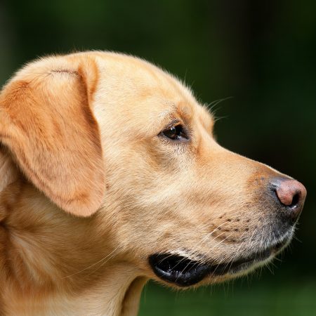 El vínculo olfativo: cómo los perros y sus dueños se reconocen a través del olor