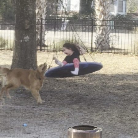 Los Golden Retriever, los reyes indiscutibles de TikTok: un fenómeno viral que conquista corazones
