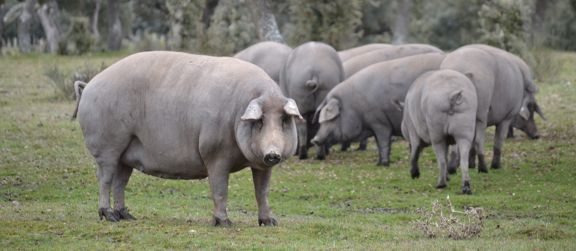 Jamón Ibérico: La Guerra de la Pureza Racial Desata la Tormenta en la Gastronomía Española Jamón Ibérico: La Guerra de la Pureza Racial Desata la Tormenta en la Gastronomía Española
