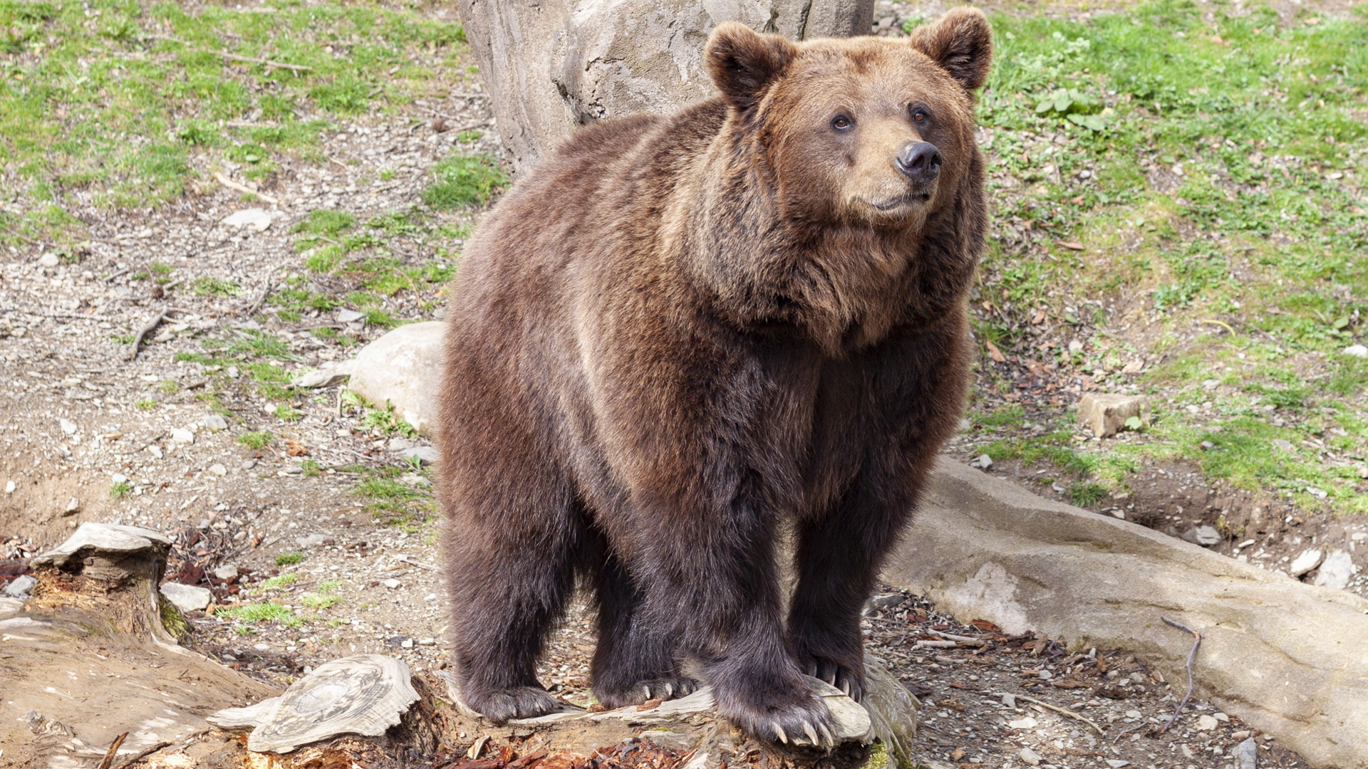 El Renacer del Oso Pardo: Una Historia de Éxito Ecológico en España El Renacer del Oso Pardo: Una Historia de Éxito Ecológico en España