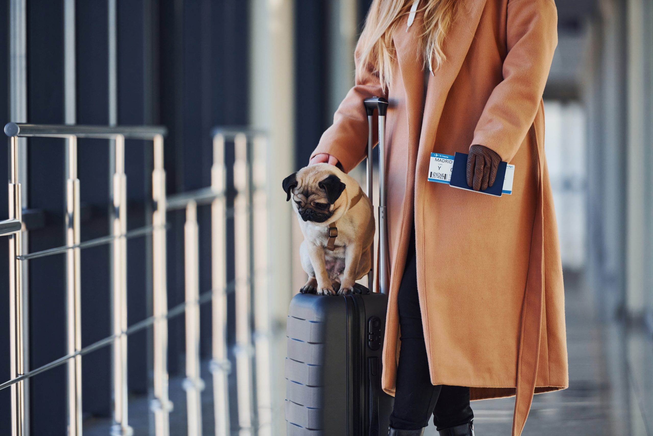 Hairy Revolution in Europe! Goodbye to Abuse, Hello to Total Identification of Dogs and Cats