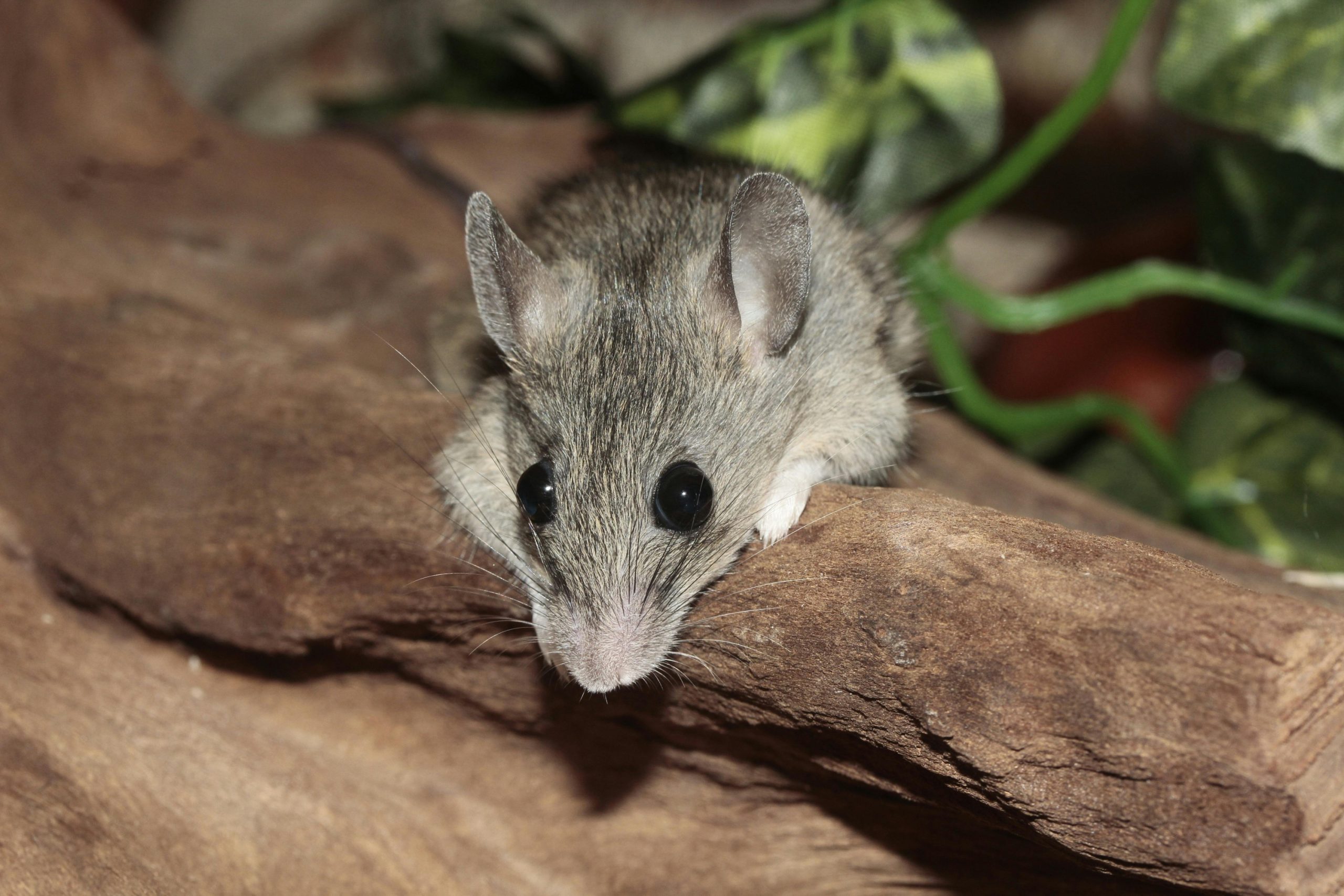 Global Health Alert: Andes Hantavirus Triggers Panic on a Cruise Ship